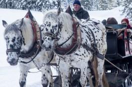 Zakopane Atrakcja Kulig Kuligi Info 